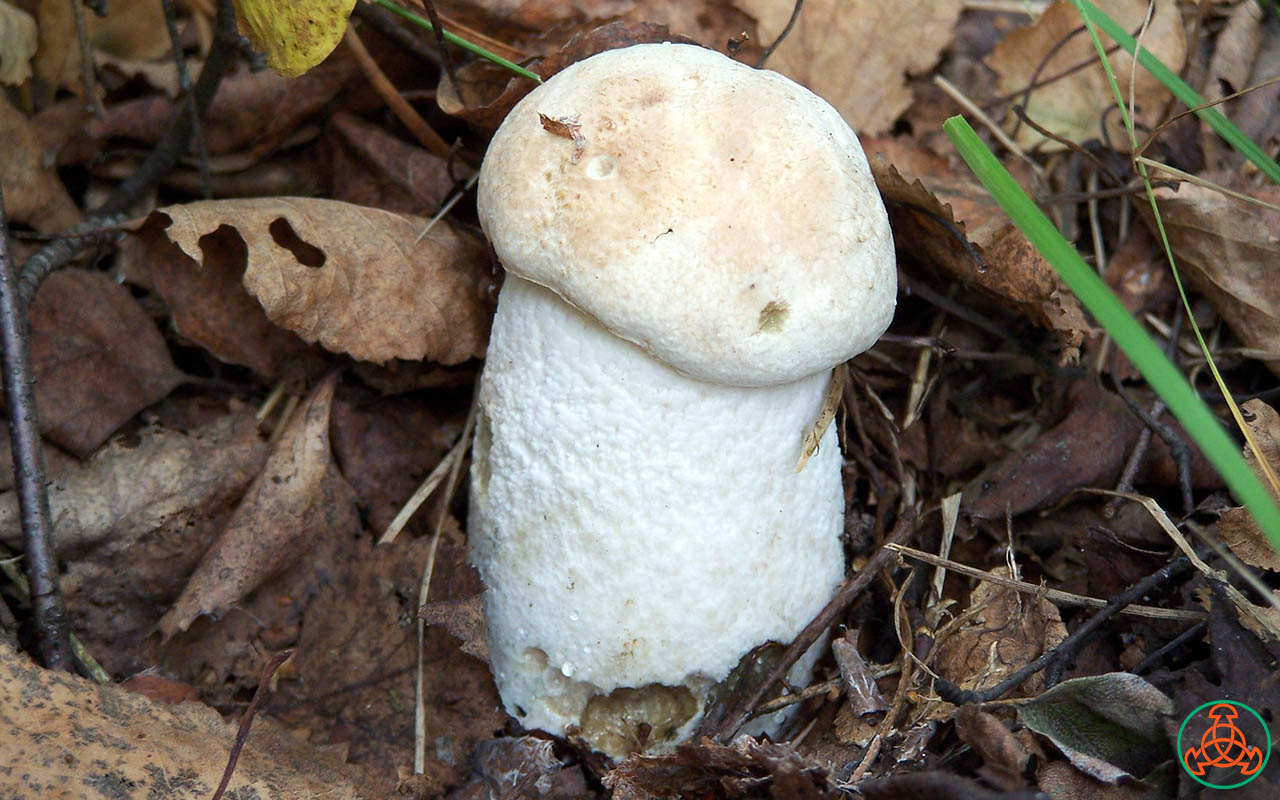 Подосиновик белый - Leccinum percandidum - Грибы Уломы Железной